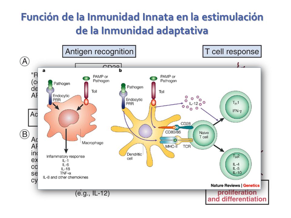 Función de la Inmunidad Innata en la estimulación de la Inmunidad adaptativa