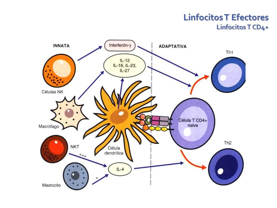 Linfocitos T Efectores