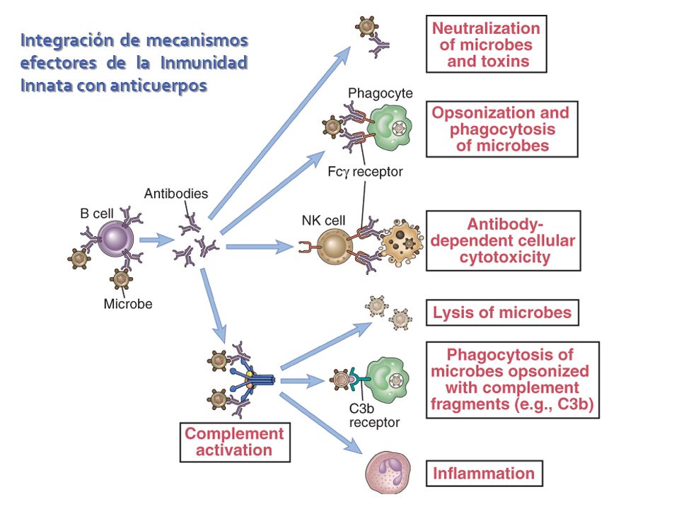 Integración de mecanismos efectores de la Inmunidad Innata con anticuerpos