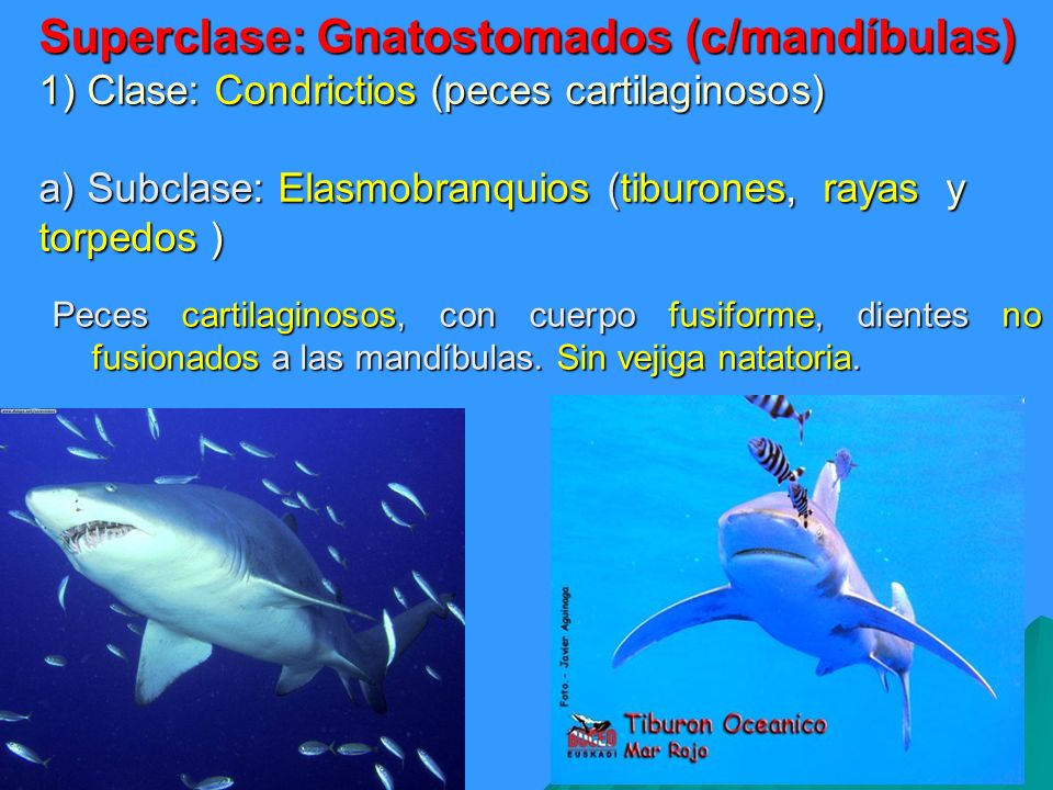 Superclase: Gnatostomados (c/mandíbulas) 1) Clase: Condrictios (peces cartilaginosos) a) Subclase: Elasmobranquios (tiburones, rayas y torpedos )