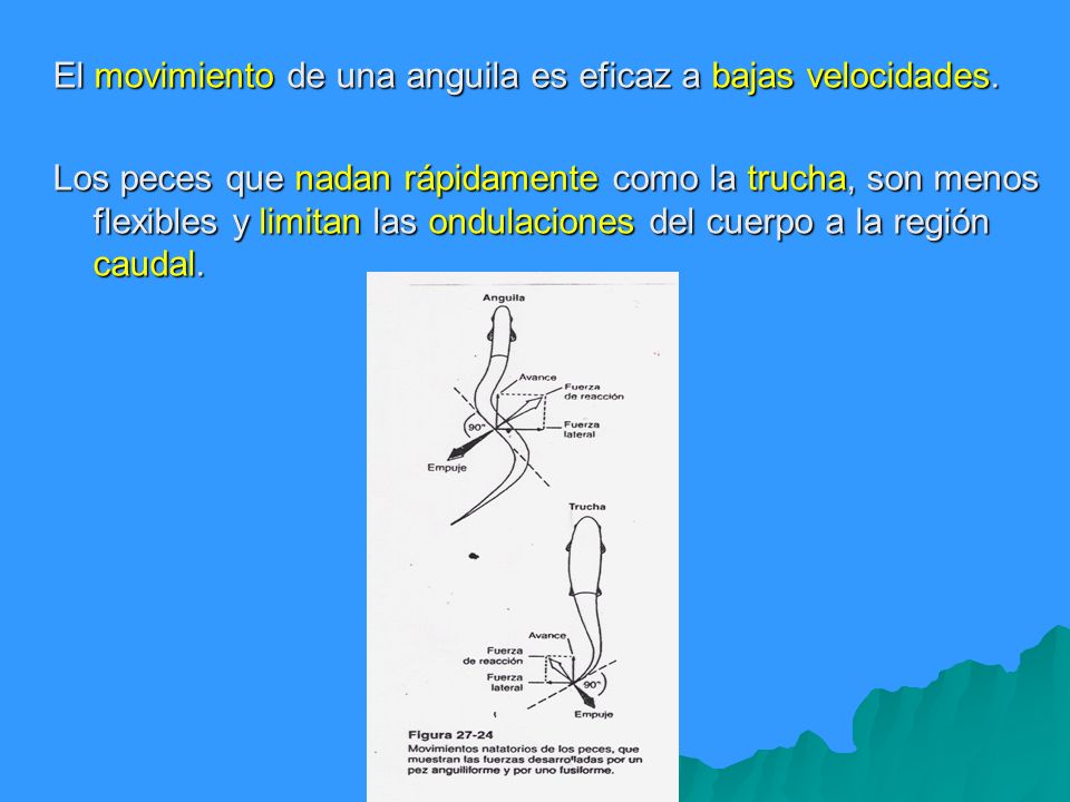 El movimiento de una anguila es eficaz a bajas velocidades.