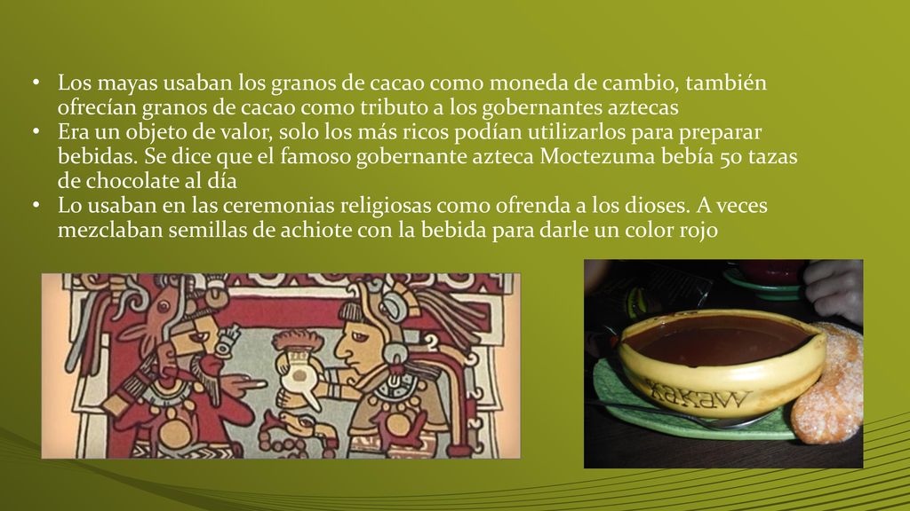 Los mayas usaban los granos de cacao como moneda de cambio, también ofrecían granos de cacao como tributo a los gobernantes aztecas