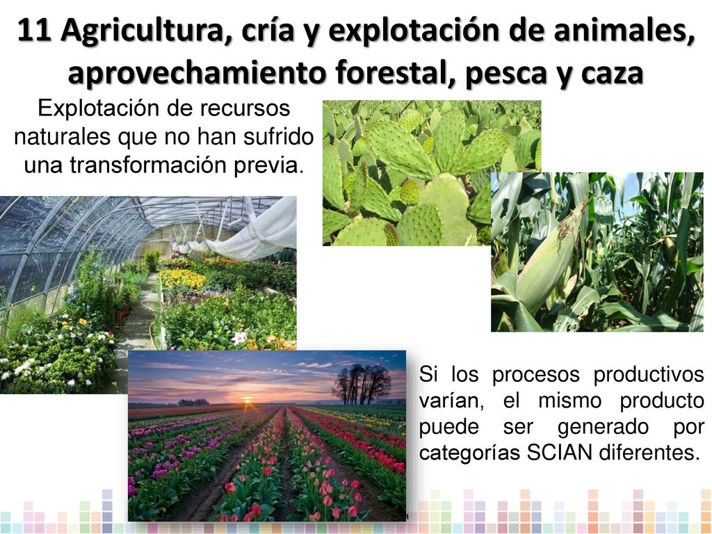 11 Agricultura, cría y explotación de animales, aprovechamiento forestal, pesca y caza