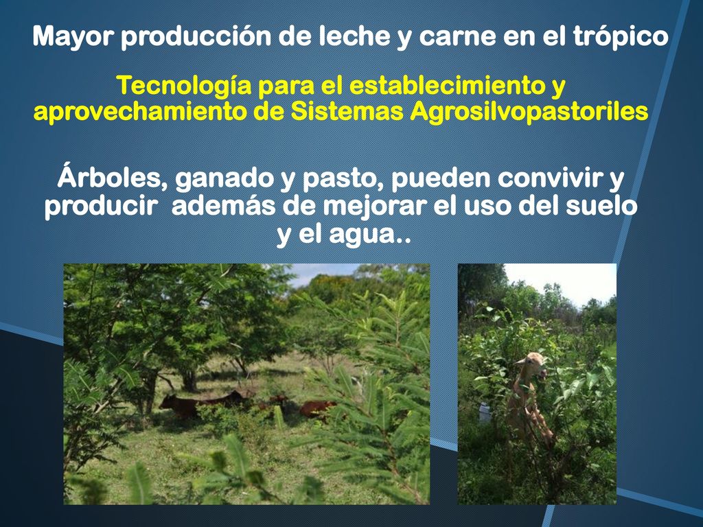 Mayor producción de leche y carne en el trópico