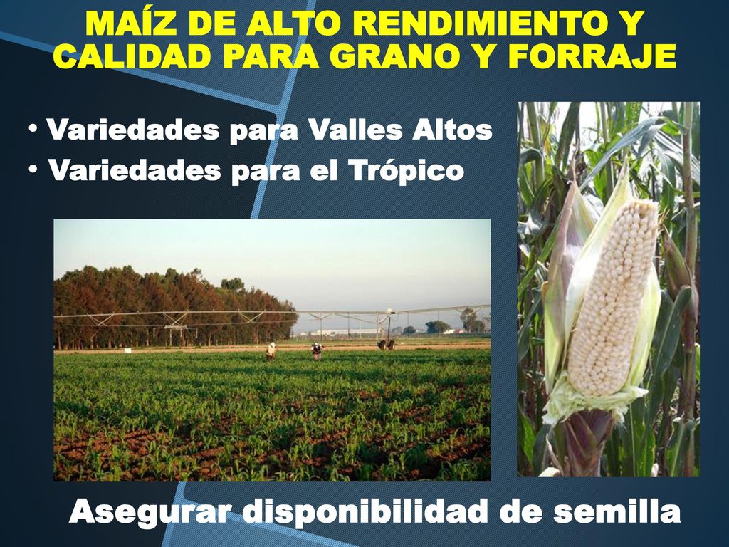MAÍZ DE ALTO RENDIMIENTO Y CALIDAD PARA GRANO Y FORRAJE