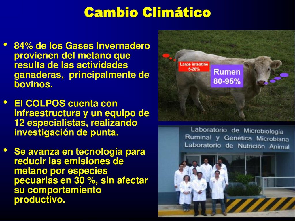 Cambio Climático 84% de los Gases Invernadero provienen del metano que resulta de las actividades ganaderas, principalmente de bovinos.