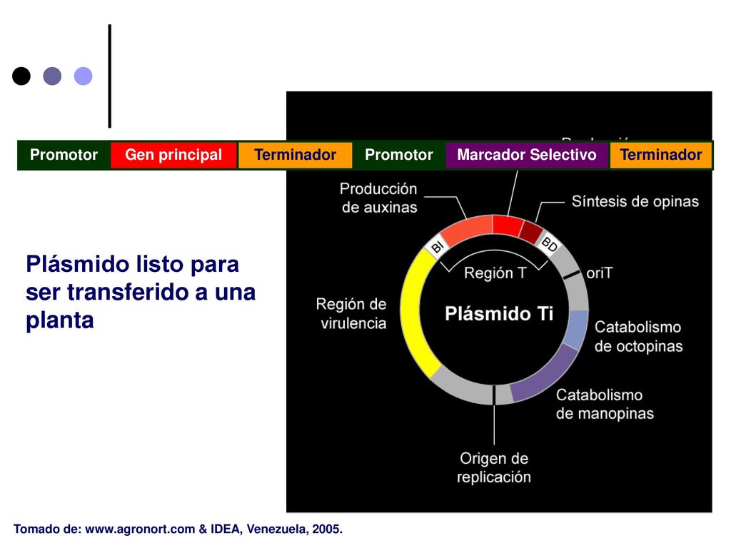 Plásmido listo para ser transferido a una planta