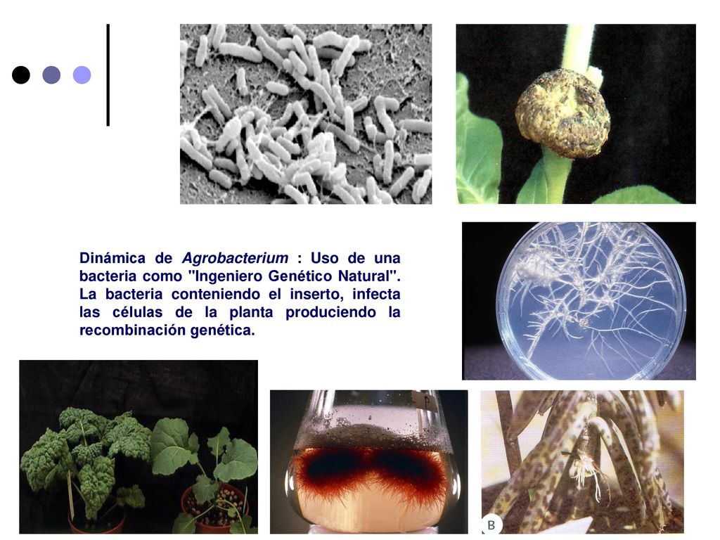 Dinámica de Agrobacterium : Uso de una bacteria como Ingeniero Genético Natural .