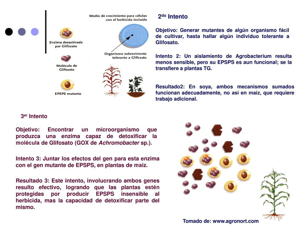 2do Intento Resultado2: En soya, ambos mecanismos sumados funcionan adecuadamente, no así en maíz, que requiere trabajo adicional.
