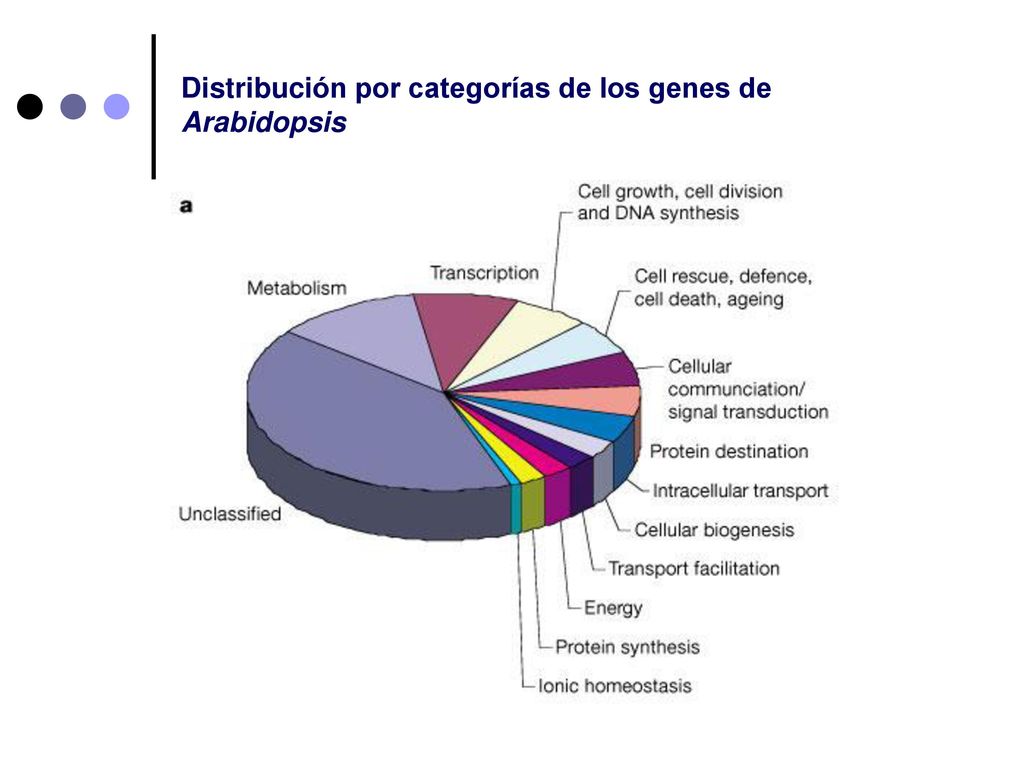 Distribución por categorías de los genes de Arabidopsis