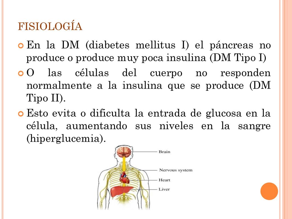 fisiología En la DM (diabetes mellitus I) el páncreas no produce o produce muy poca insulina (DM Tipo I)