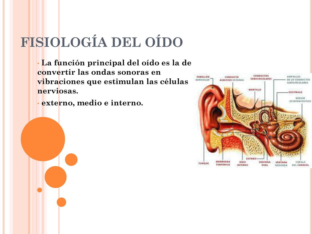 FISIOLOGÍA DEL OÍDO La función principal del oído es la de convertir las ondas sonoras en vibraciones que estimulan las células nerviosas.