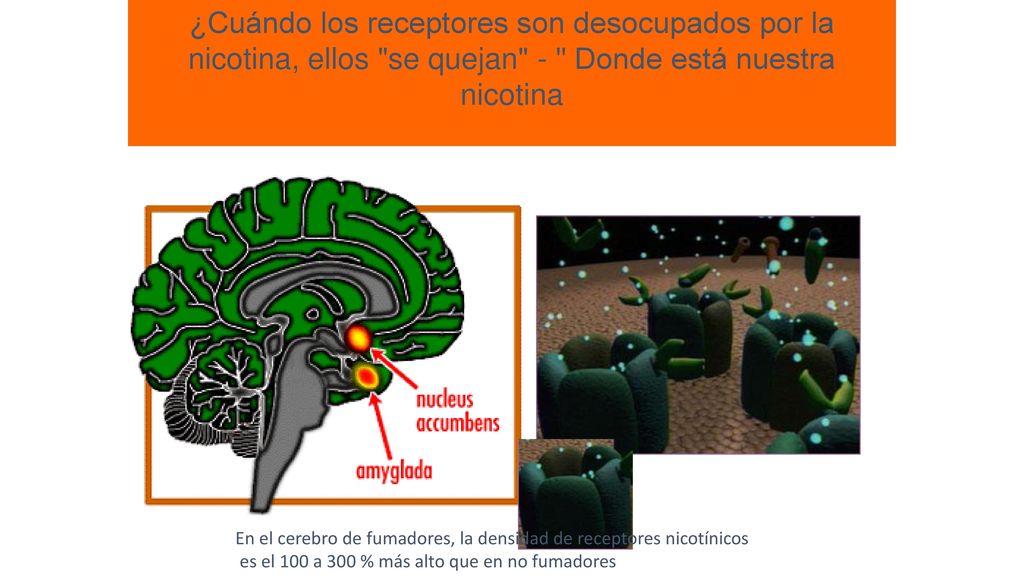 ¿Cuándo los receptores son desocupados por la nicotina, ellos se quejan - Donde está nuestra nicotina