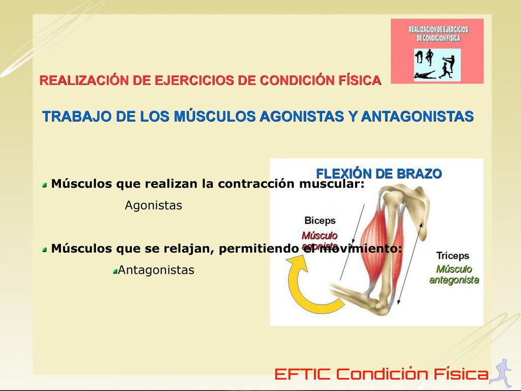 TRABAJO DE LOS MÚSCULOS AGONISTAS Y ANTAGONISTAS