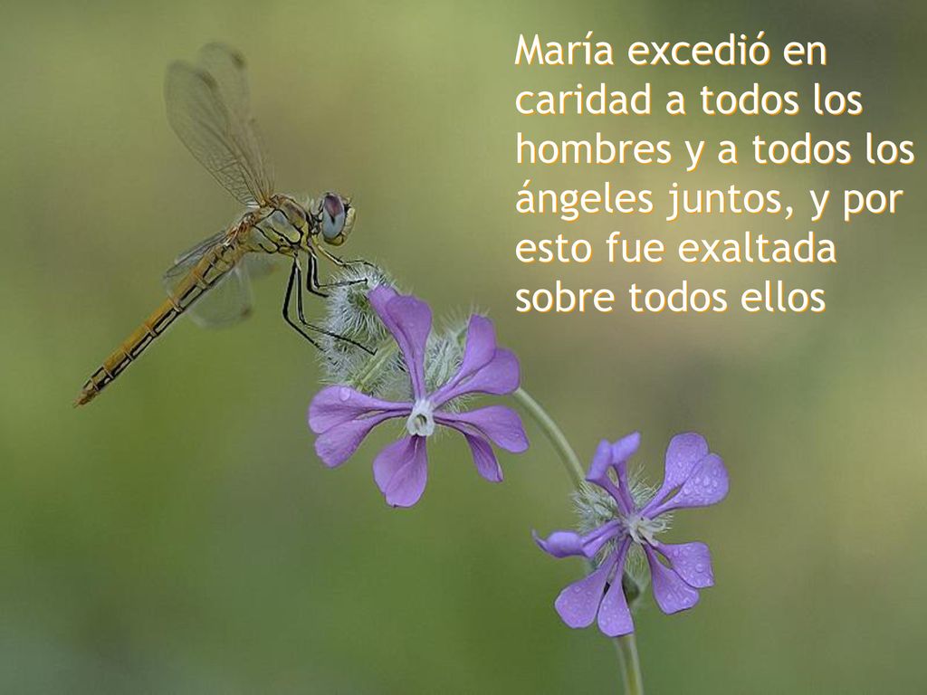 María excedió en caridad a todos los hombres y a todos los ángeles juntos, y por esto fue exaltada sobre todos ellos