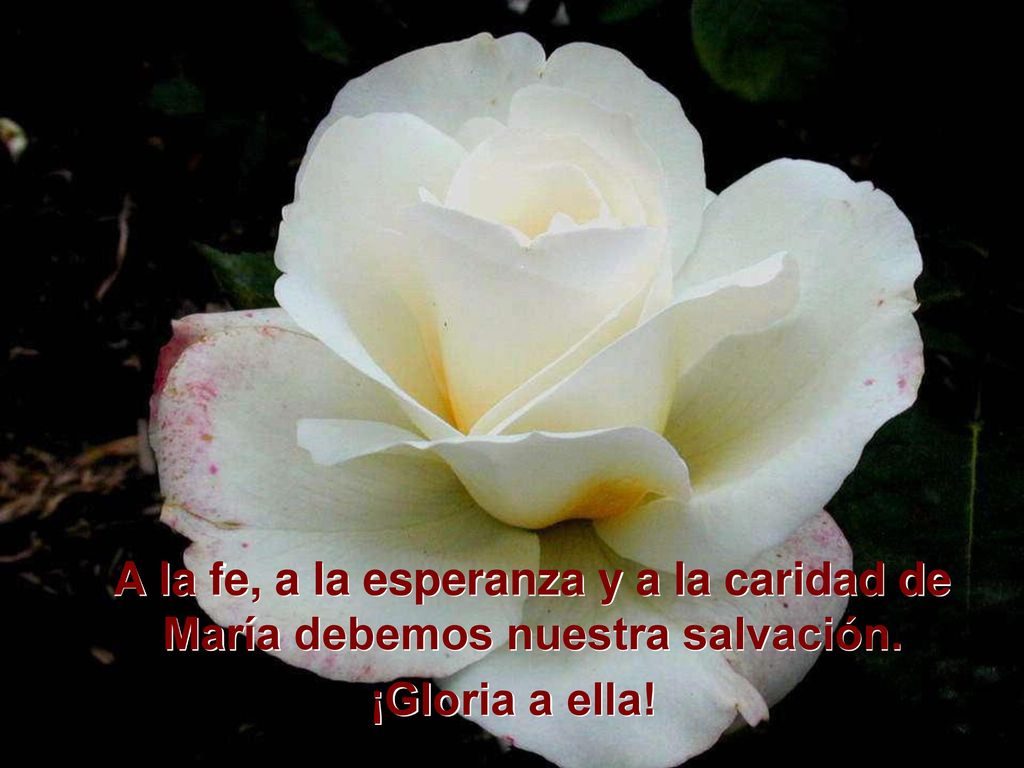 A la fe, a la esperanza y a la caridad de María debemos nuestra salvación.
