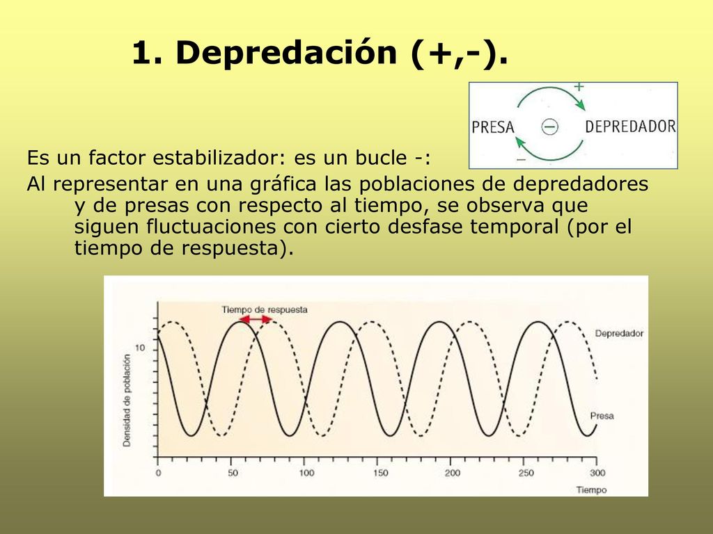 1. Depredación (+,-). Es un factor estabilizador: es un bucle -:
