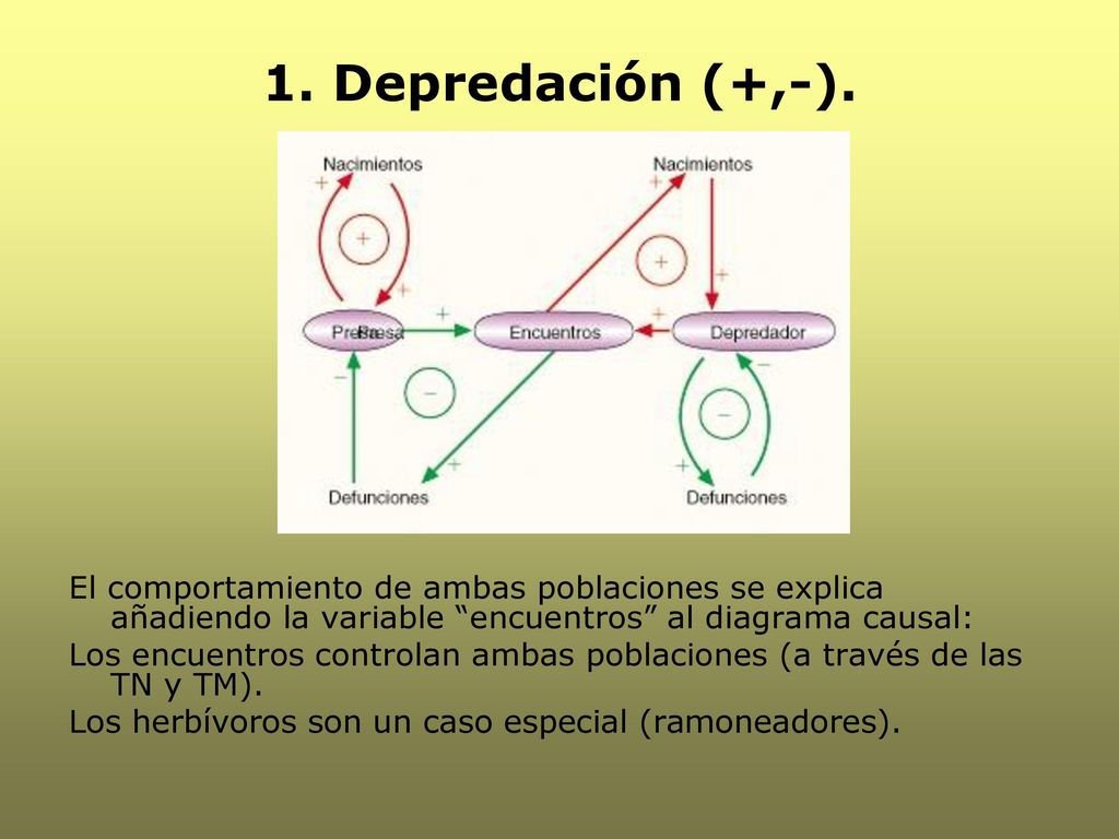 1. Depredación (+,-). El comportamiento de ambas poblaciones se explica añadiendo la variable encuentros al diagrama causal: