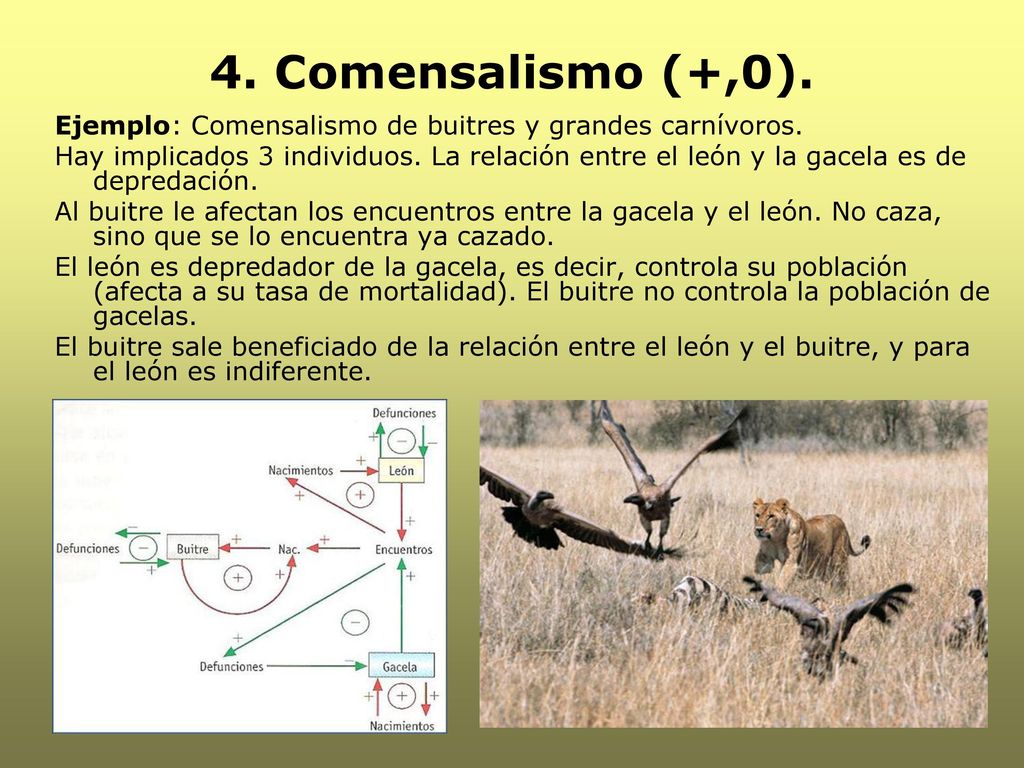 4. Comensalismo (+,0). Ejemplo: Comensalismo de buitres y grandes carnívoros.