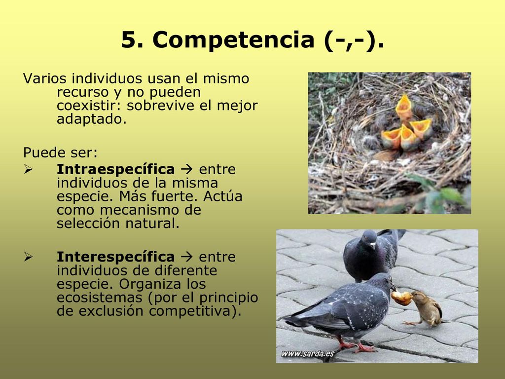 5. Competencia (-,-). Varios individuos usan el mismo recurso y no pueden coexistir: sobrevive el mejor adaptado.