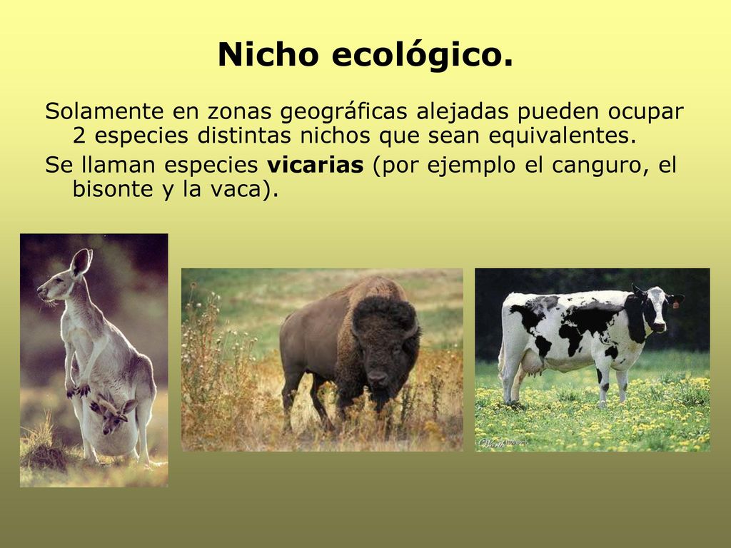 Nicho ecológico. Solamente en zonas geográficas alejadas pueden ocupar 2 especies distintas nichos que sean equivalentes.