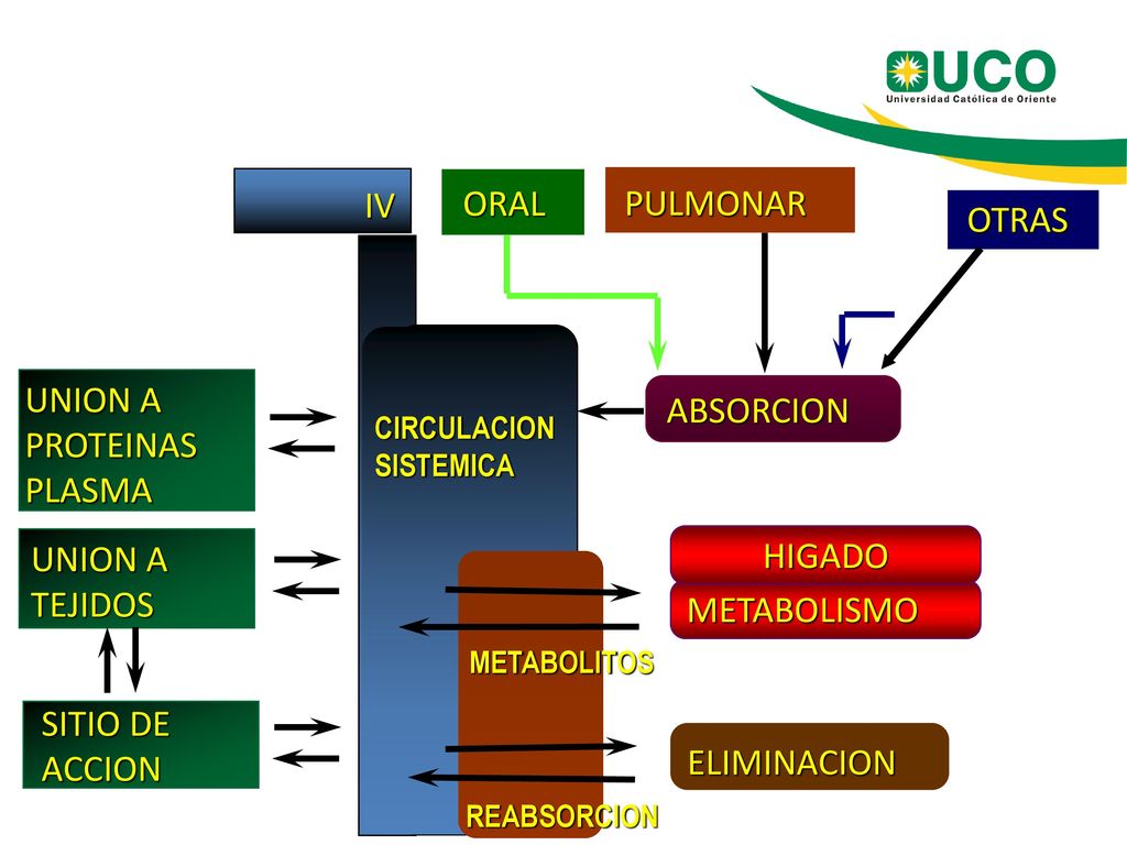 IV ORAL PULMONAR OTRAS UNION A ABSORCION PROTEINAS PLASMA HIGADO