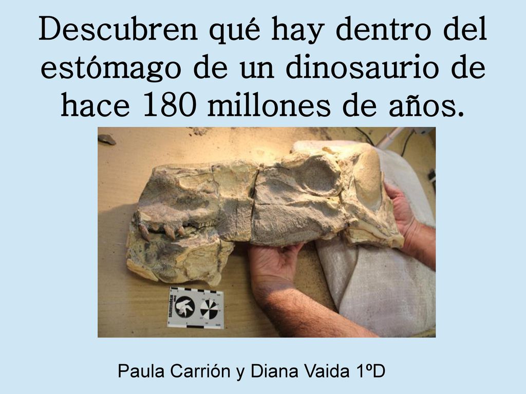 Descubren qué hay dentro del estómago de un dinosaurio de hace 180 millones de años.