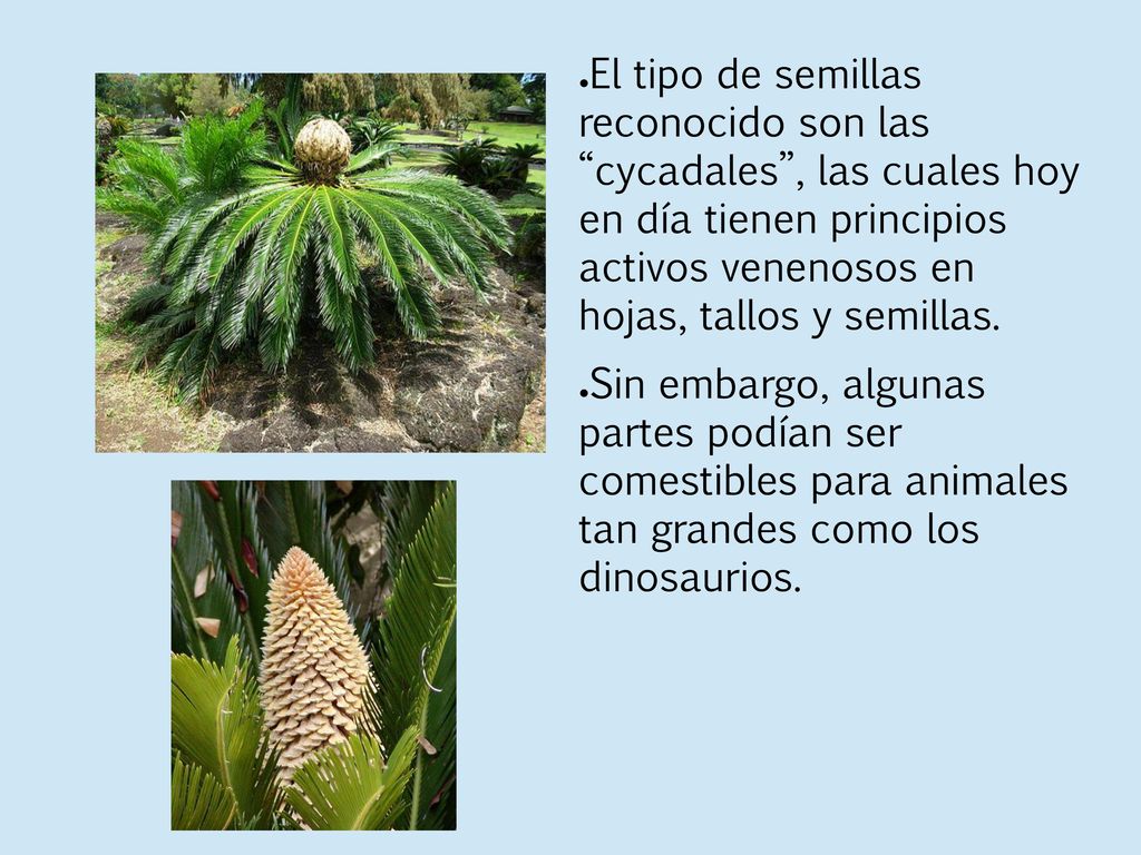 El tipo de semillas reconocido son las cycadales , las cuales hoy en día tienen principios activos venenosos en hojas, tallos y semillas.