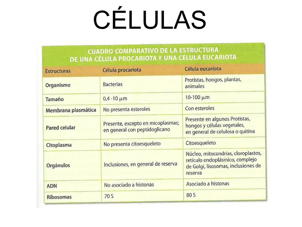 CÉLULAS ESCANEADO DE LIBRO DE TEXTO BIOLOGÍA 2º BTO . Ed. Oxford