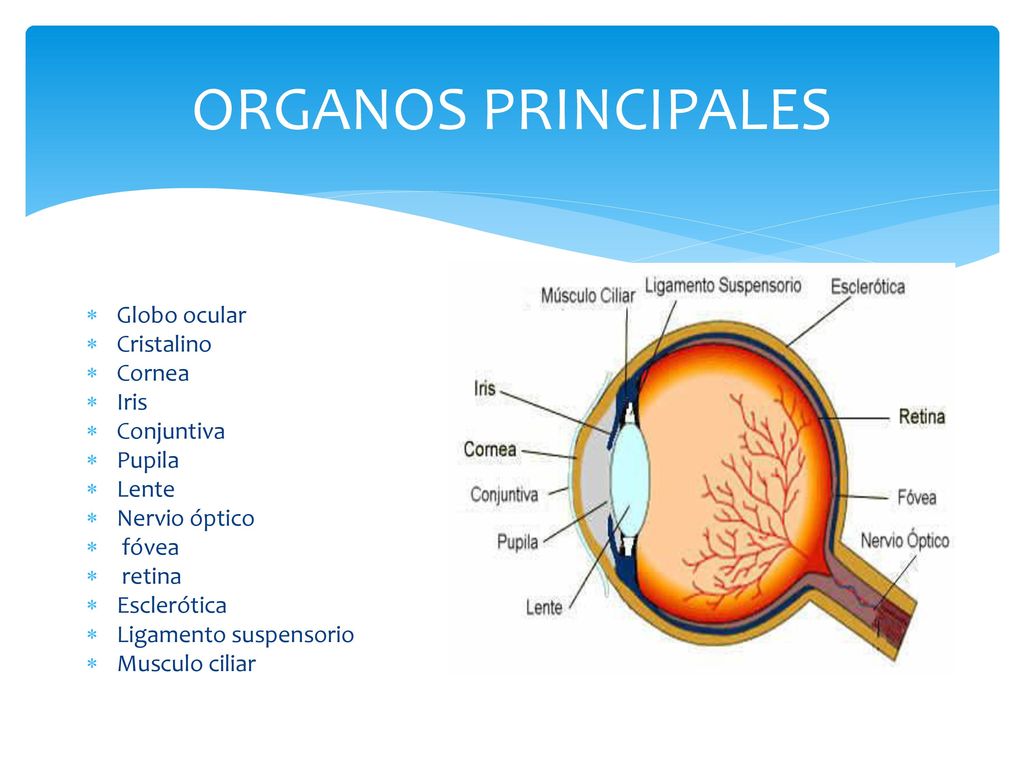 ORGANOS PRINCIPALES Globo ocular Cristalino Cornea Iris Conjuntiva