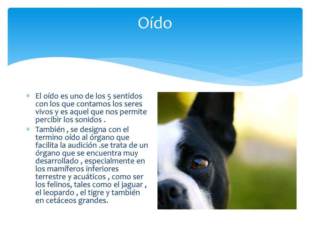 Oído El oído es uno de los 5 sentidos con los que contamos los seres vivos y es aquel que nos permite percibir los sonidos .
