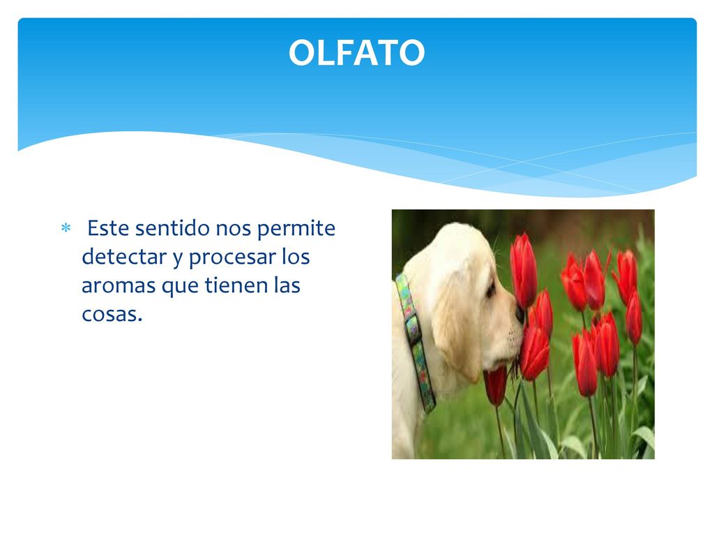 OLFATO Este sentido nos permite detectar y procesar los aromas que tienen las cosas.