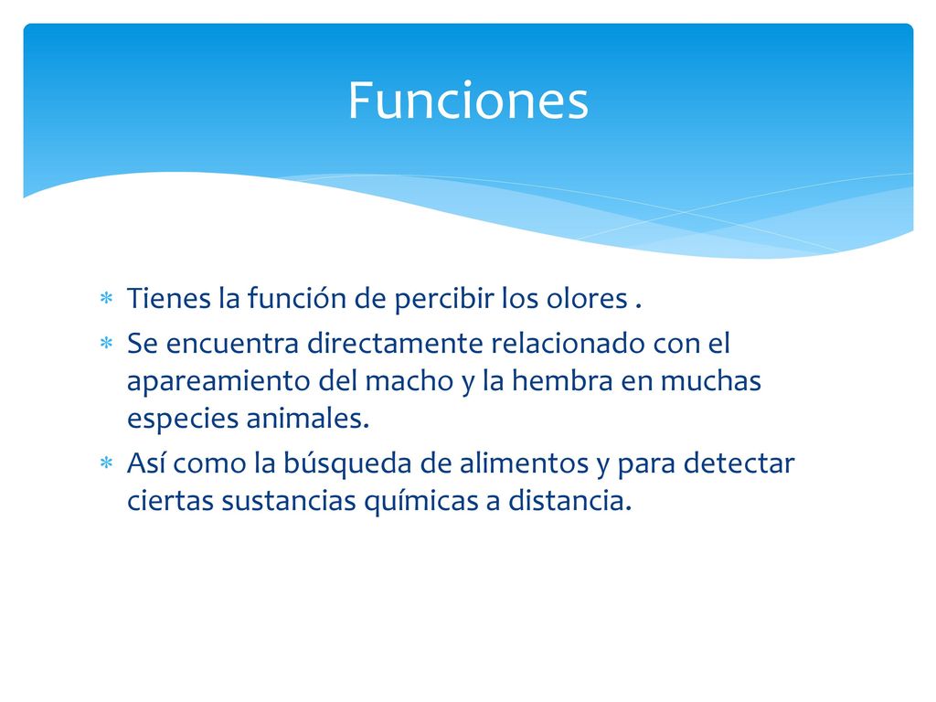Funciones Tienes la función de percibir los olores .
