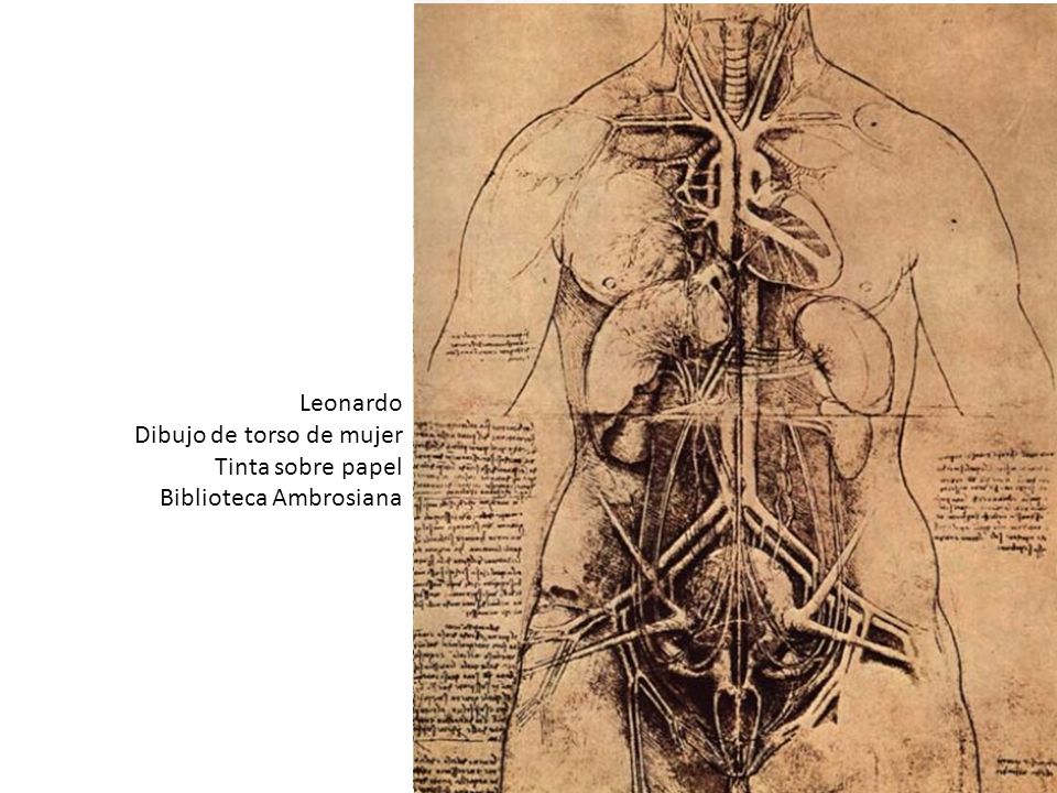Leonardo Dibujo de torso de mujer. Tinta sobre papel. Biblioteca Ambrosiana.