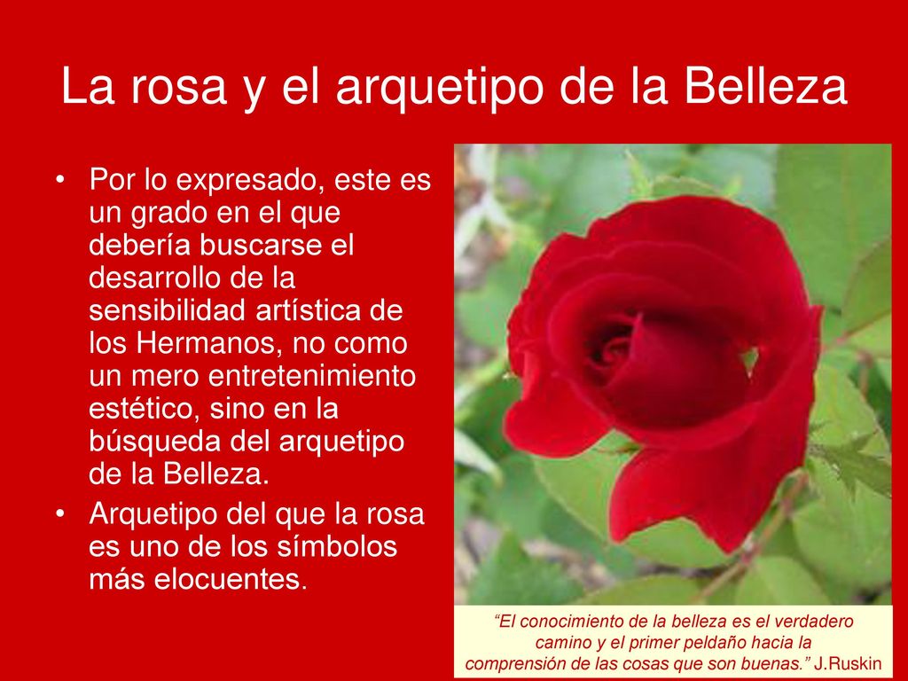 La rosa y el arquetipo de la Belleza