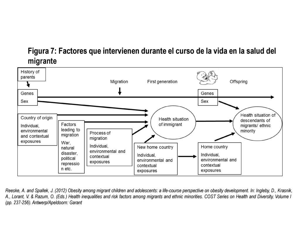 Figura 7: Factores que intervienen durante el curso de la vida en la salud del migrante