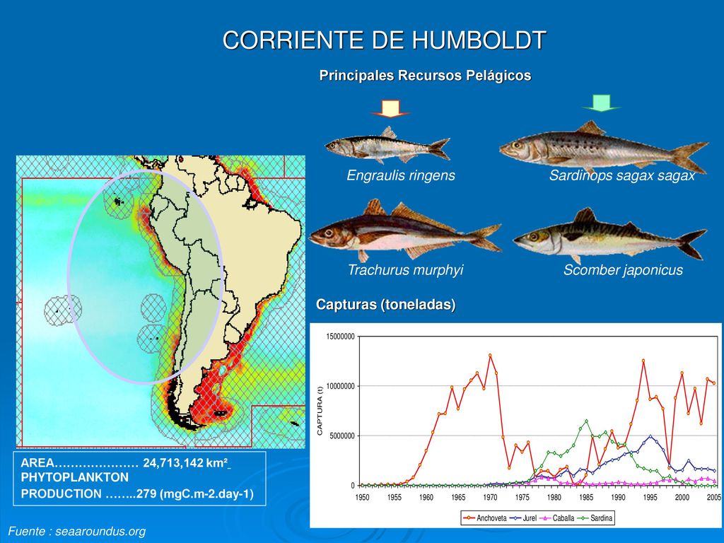 CORRIENTE DE HUMBOLDT Principales Recursos Pelágicos Engraulis ringens