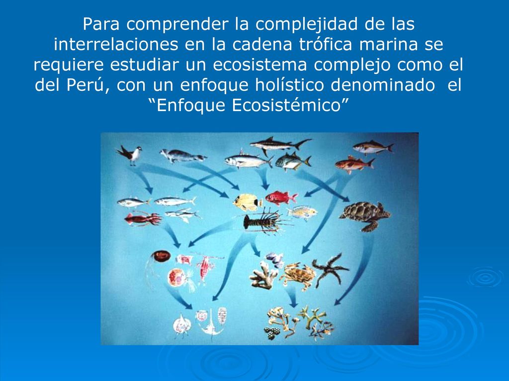 Para comprender la complejidad de las interrelaciones en la cadena trófica marina se requiere estudiar un ecosistema complejo como el del Perú, con un enfoque holístico denominado el Enfoque Ecosistémico