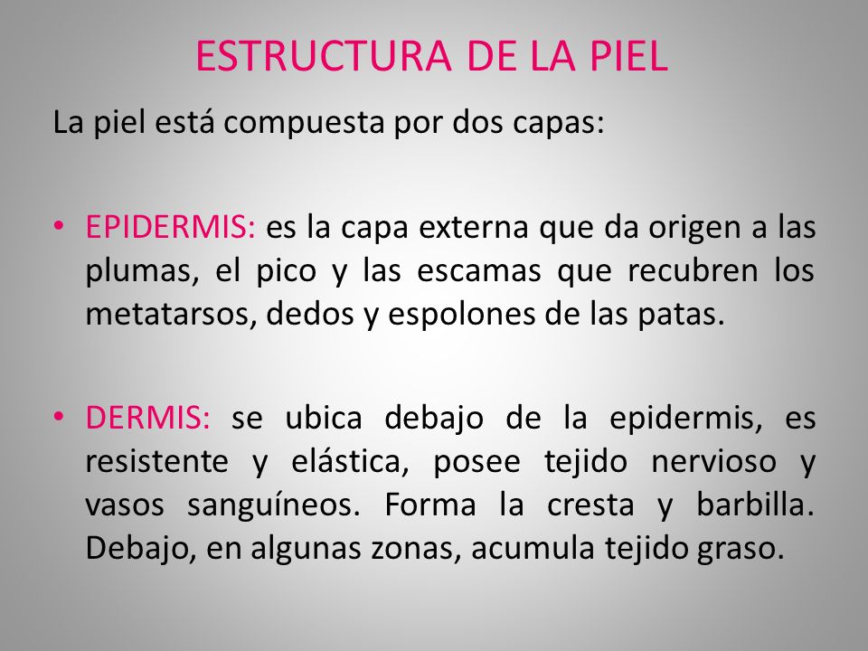 ESTRUCTURA DE LA PIEL La piel está compuesta por dos capas:
