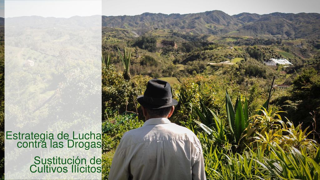 Estrategia de Lucha contra las Drogas Sustitución de Cultivos Ilícitos