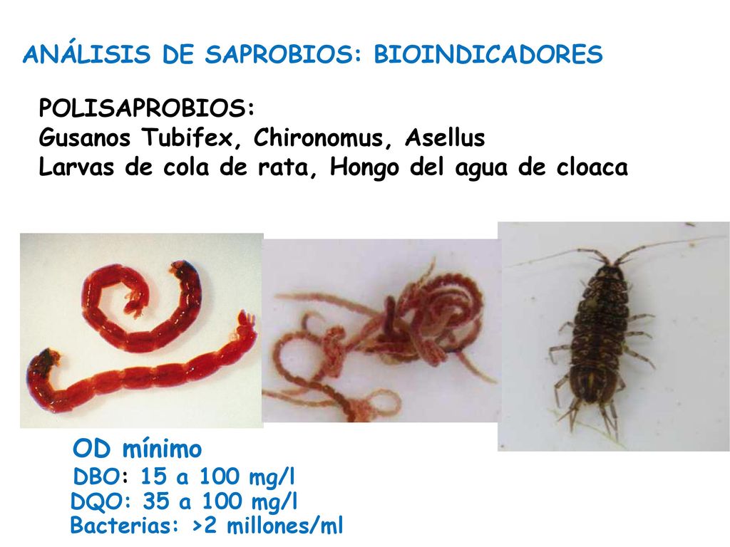OD mínimo DBO: 15 a 100 mg/l DQO: 35 a 100 mg/l