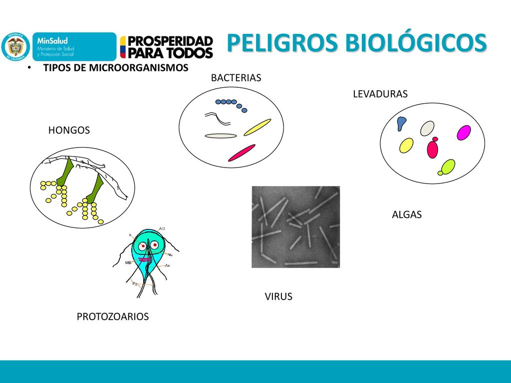 PELIGROS BIOLÓGICOS TIPOS DE MICROORGANISMOS BACTERIAS LEVADURAS