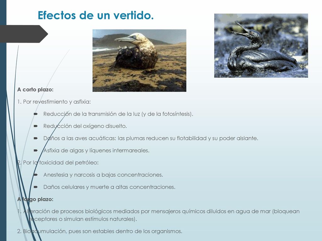 Efectos de un vertido. A corto plazo: 1. Por revestimiento y asfixia:
