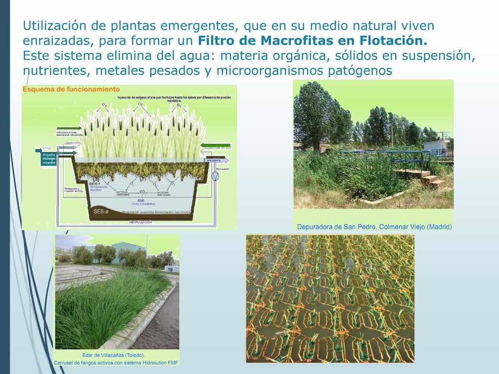 Utilización de plantas emergentes, que en su medio natural viven enraizadas, para formar un Filtro de Macrofitas en Flotación.
