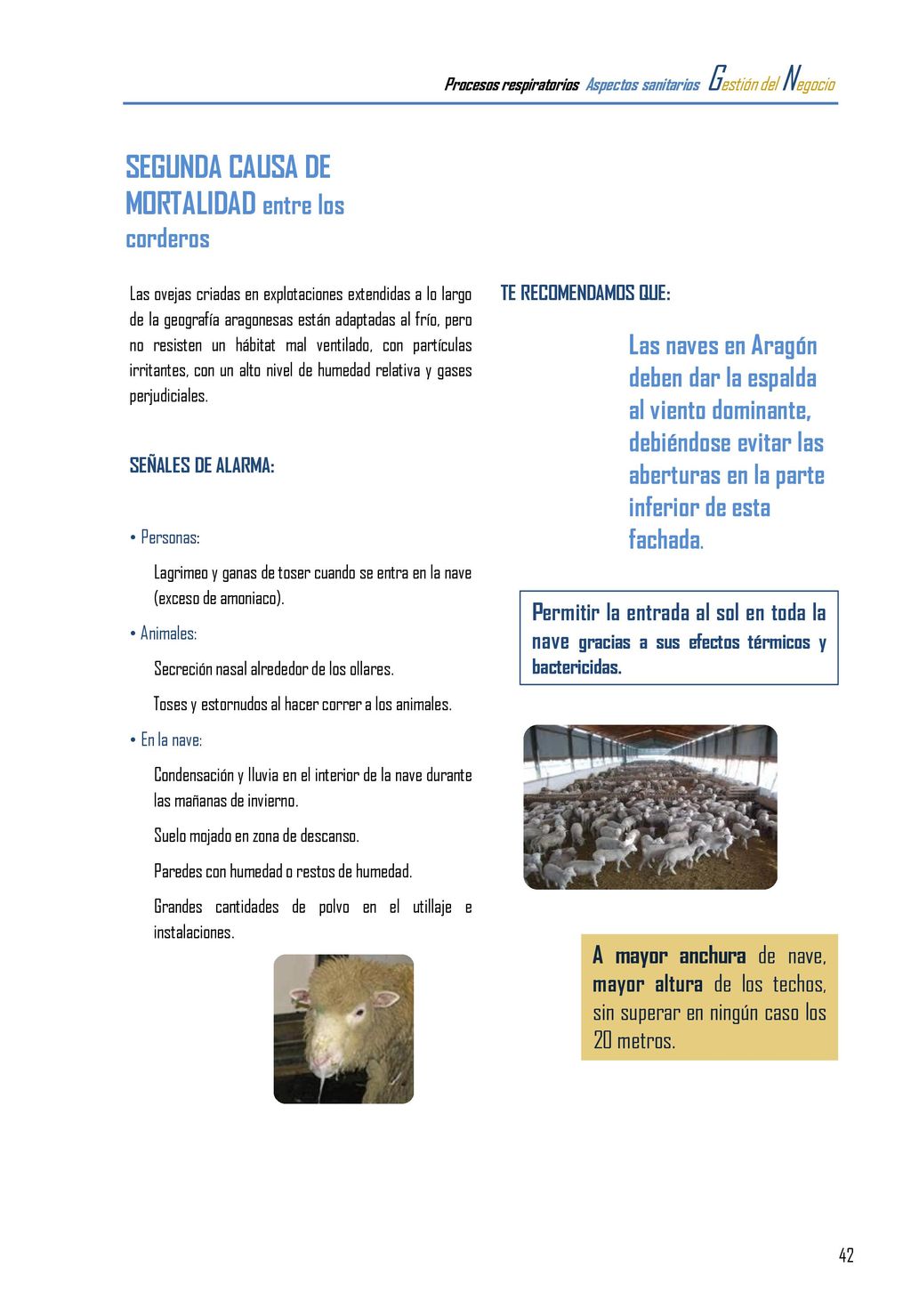 SEGUNDA CAUSA DE MORTALIDAD entre los corderos