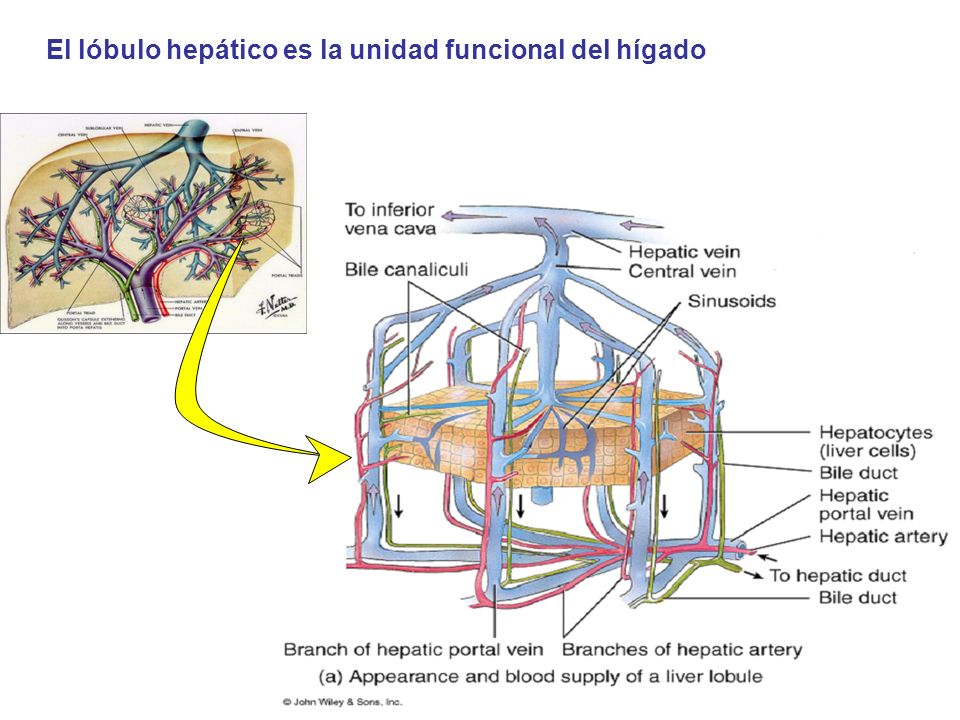El lóbulo hepático es la unidad funcional del hígado