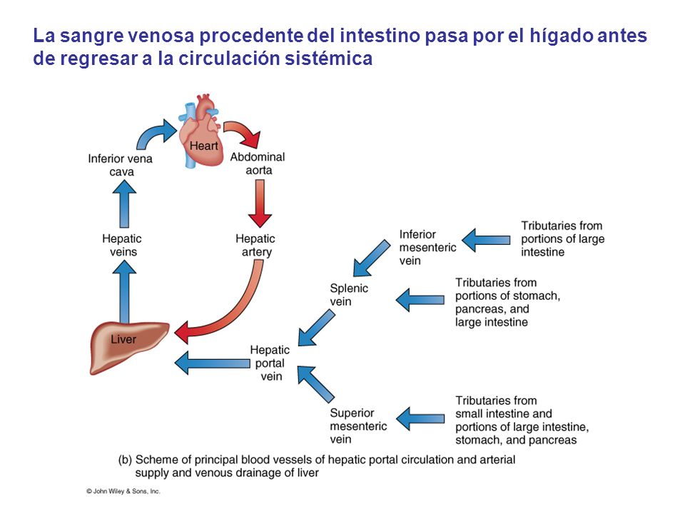 La sangre venosa procedente del intestino pasa por el hígado antes de regresar a la circulación sistémica