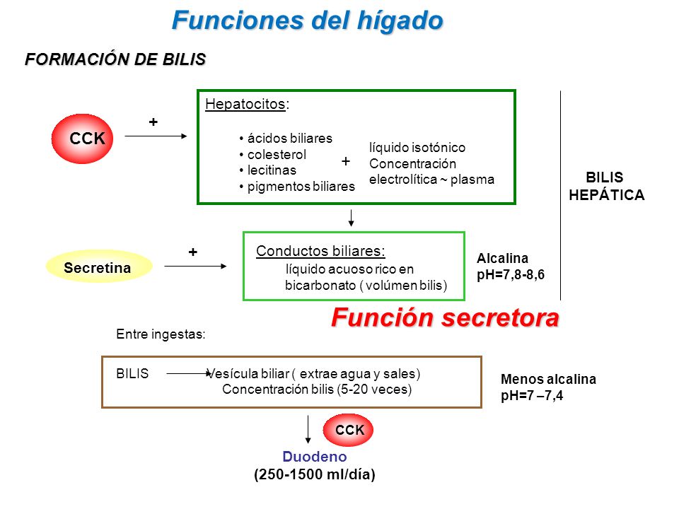 Funciones del hígado Función secretora FORMACIÓN DE BILIS CCK +