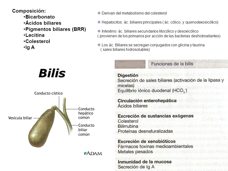 Bilis Composición: Bicarbonato Ácidos biliares