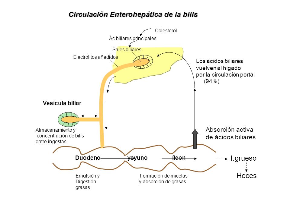 Circulación Enterohepática de la bilis